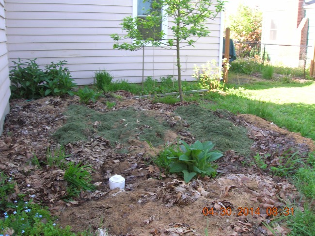 Sheet mulch covers a compacted area.